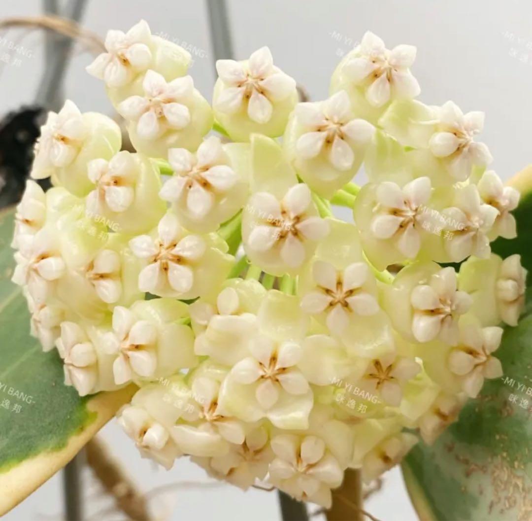 週末セール　レア　珍種　ホヤ　パキクラダ外斑入り　大苗