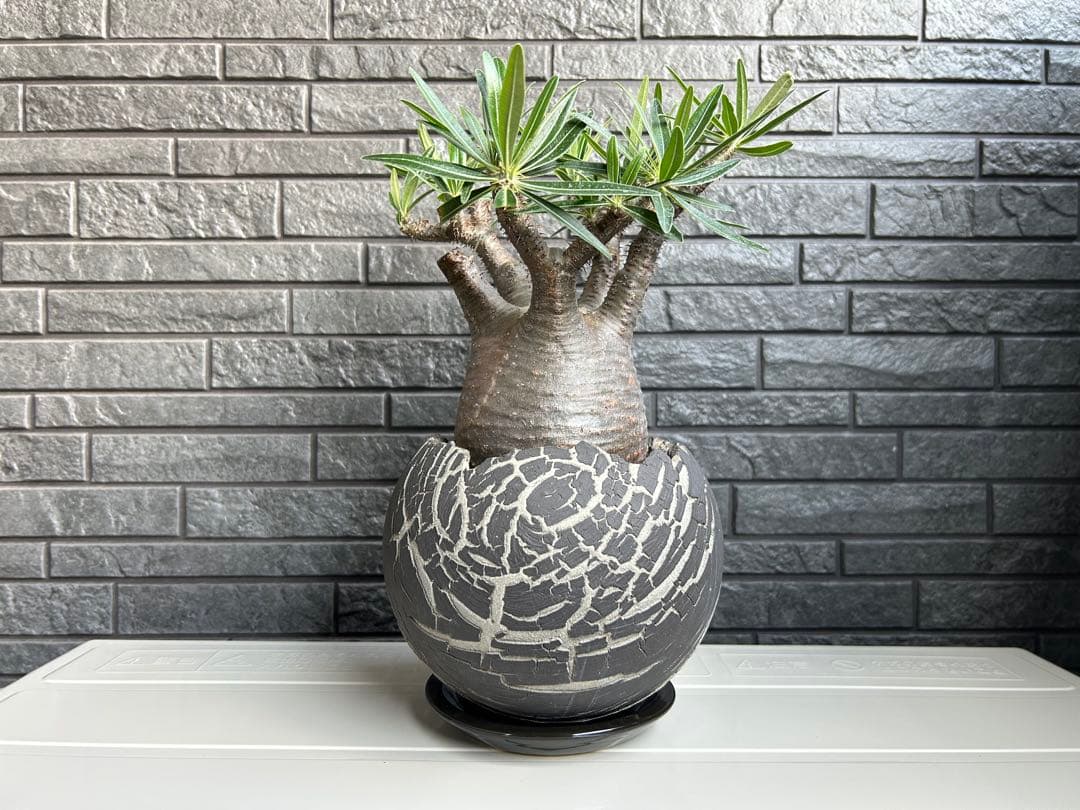 パキポディウム グラキリス【美株】鉢・受皿付き 現地株 現地球