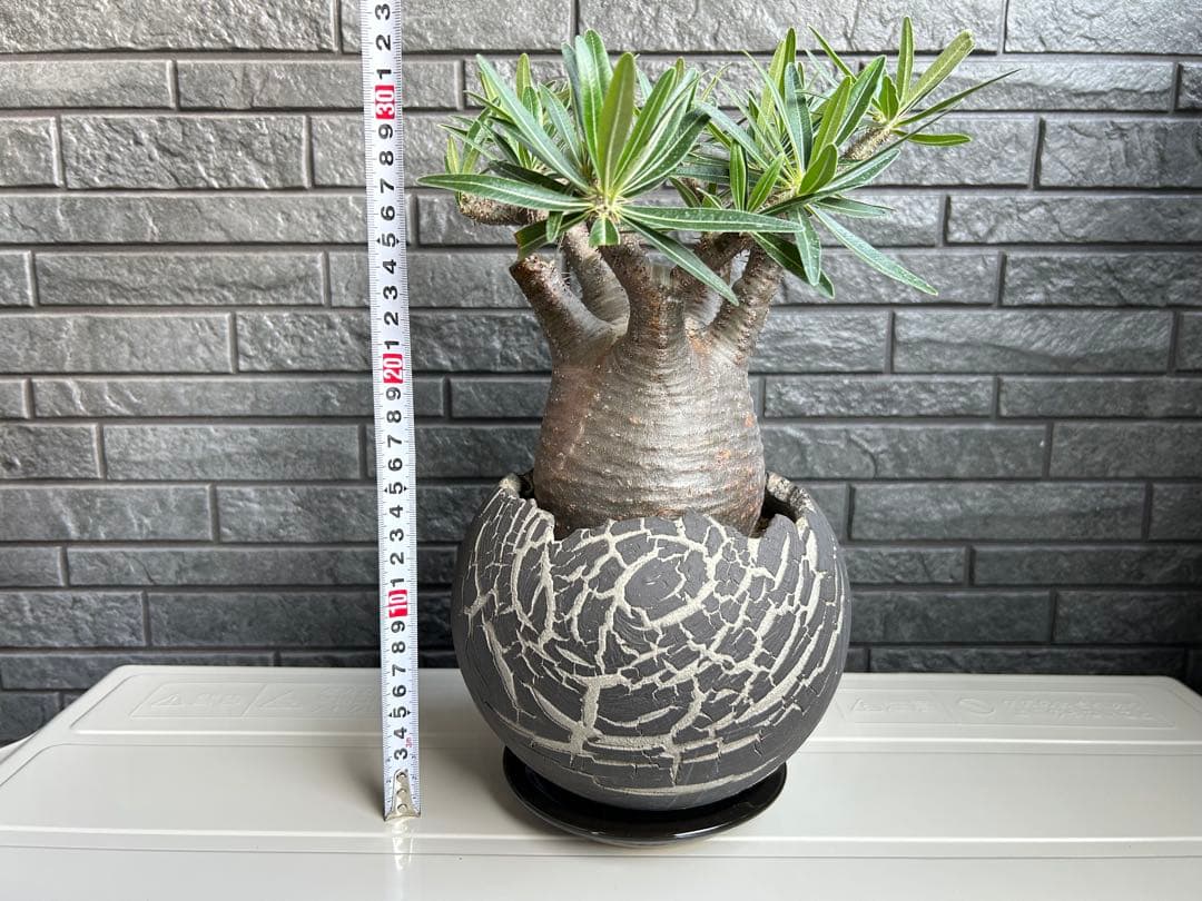 パキポディウム グラキリス【美株】鉢・受皿付き 現地株 現地球