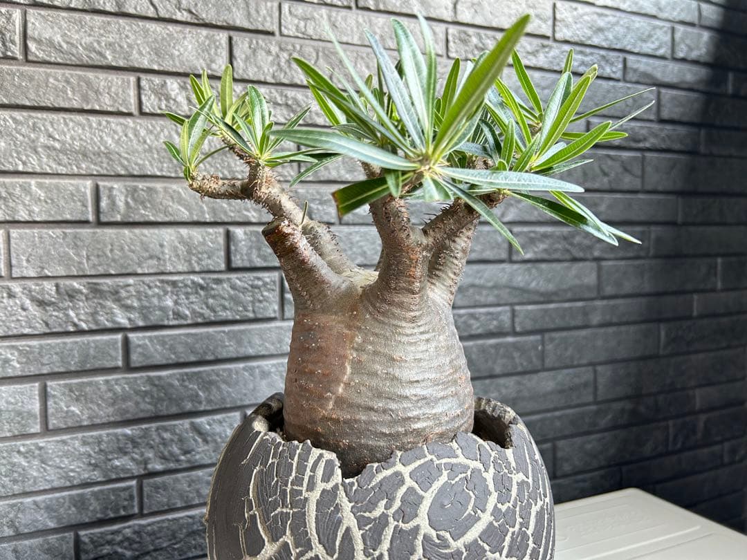 パキポディウム グラキリス【美株】鉢・受皿付き 現地株 現地球