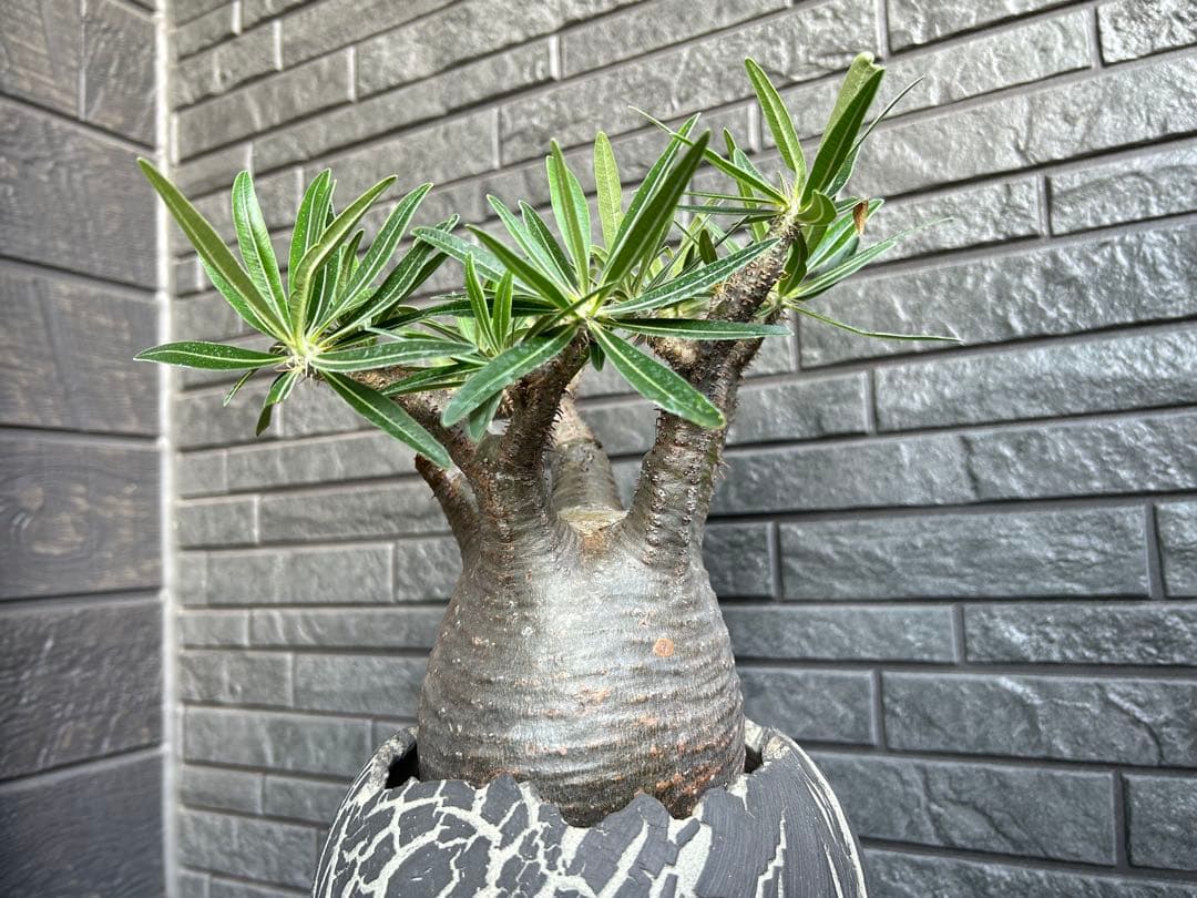 パキポディウム グラキリス【美株】鉢・受皿付き 現地株 現地球