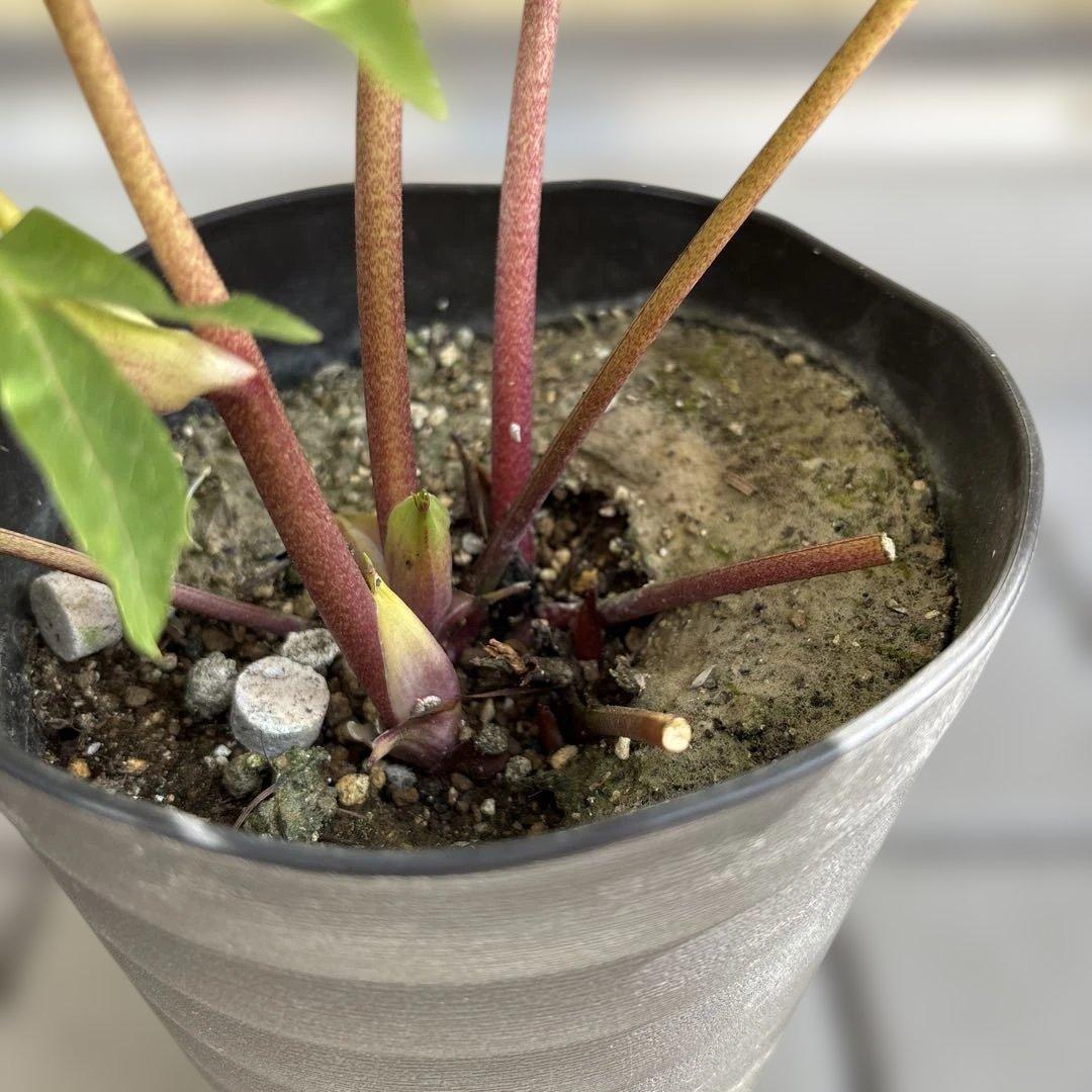 オーレア白抜けパープルピンク　広瀬園芸　クリスマスローズ　開花株　匿名発送　現品