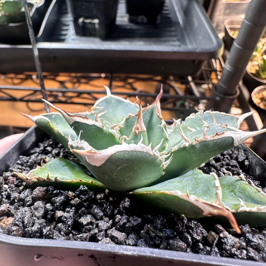 アガベ　オテロイ実生　白鋸歯