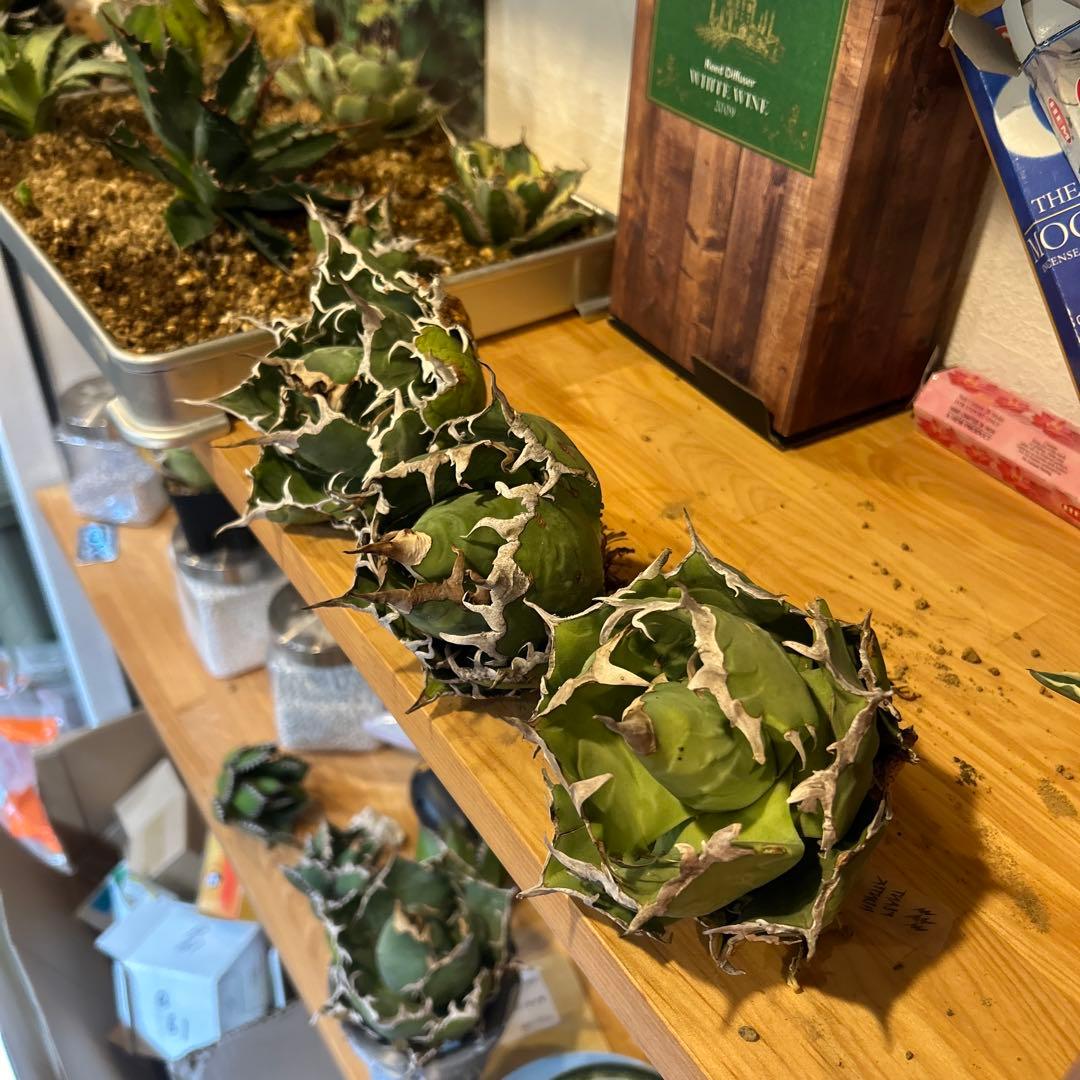 タイキチページ