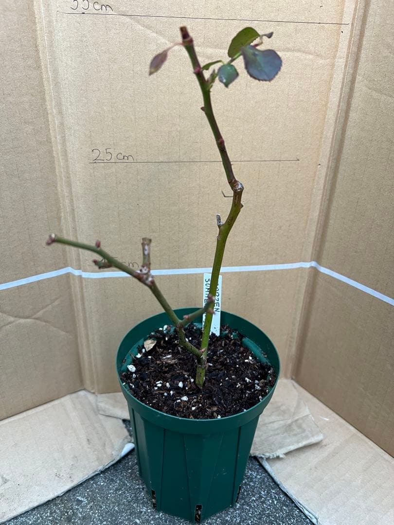 「モン&ミーママ」切り花品種バラ苗　レアバラ　4点