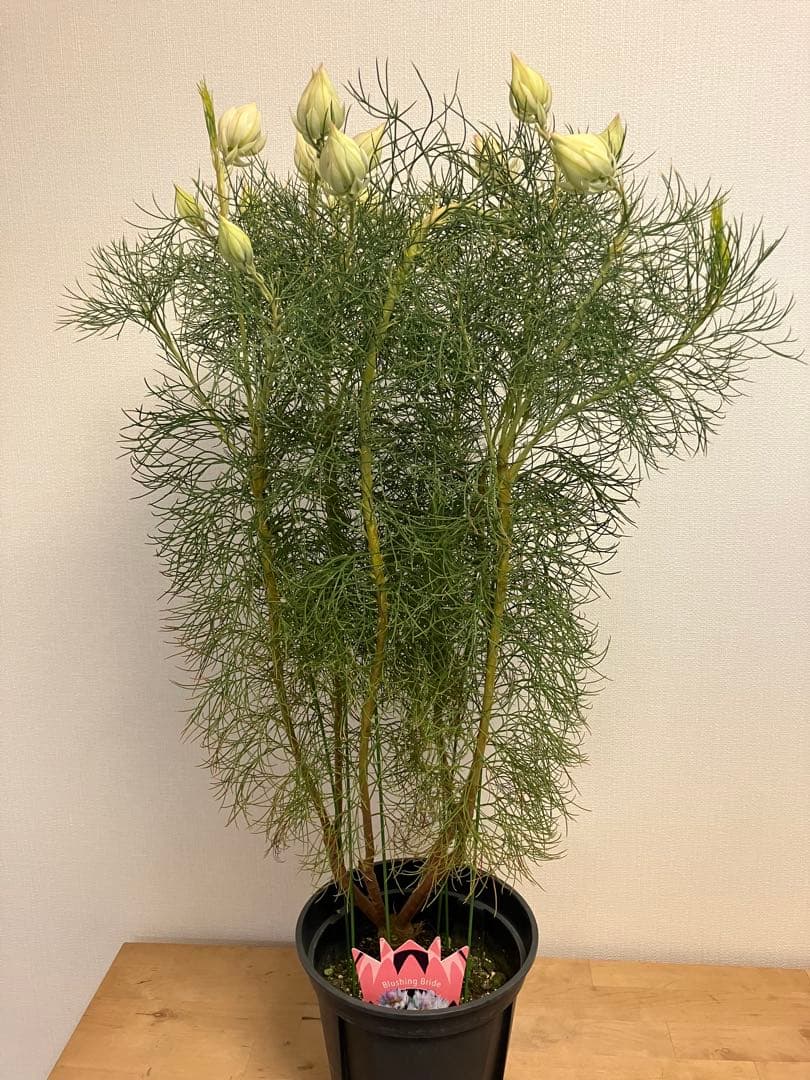 ジョーイセルリア　ブラッシングブライド　7号