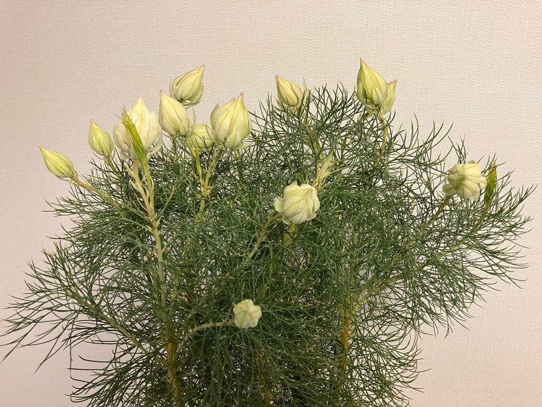 ジョーイセルリア　ブラッシングブライド　7号