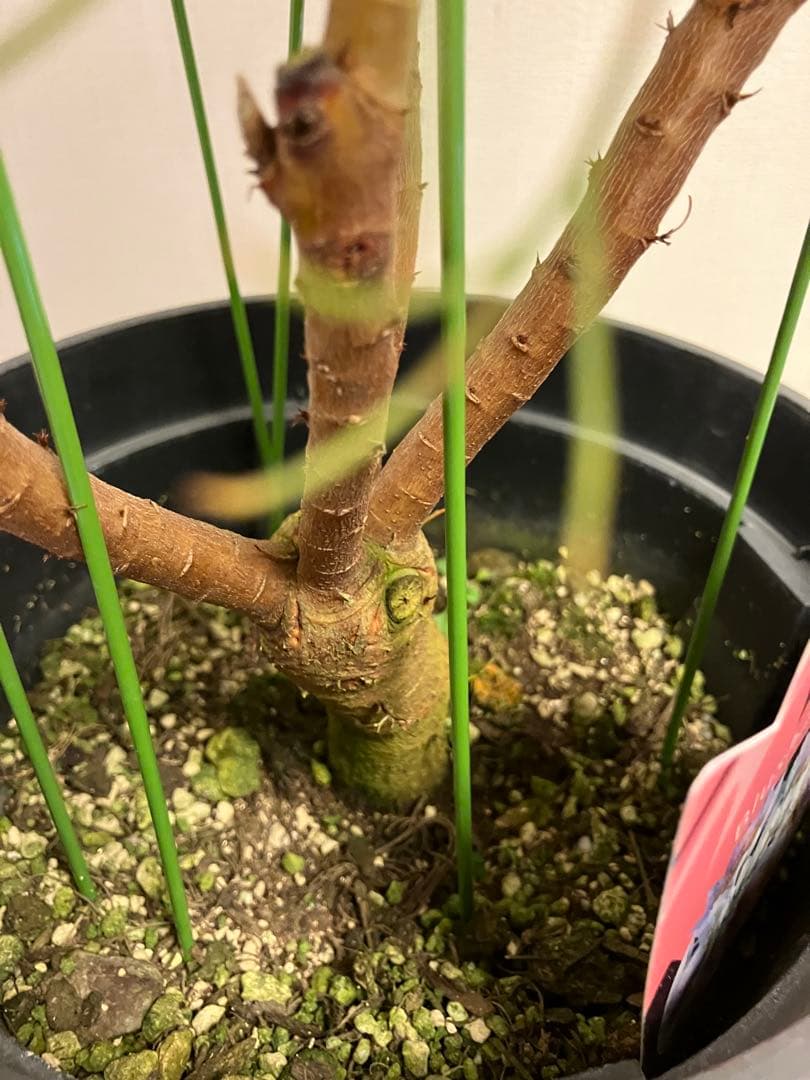 ジョーイセルリア　ブラッシングブライド　7号