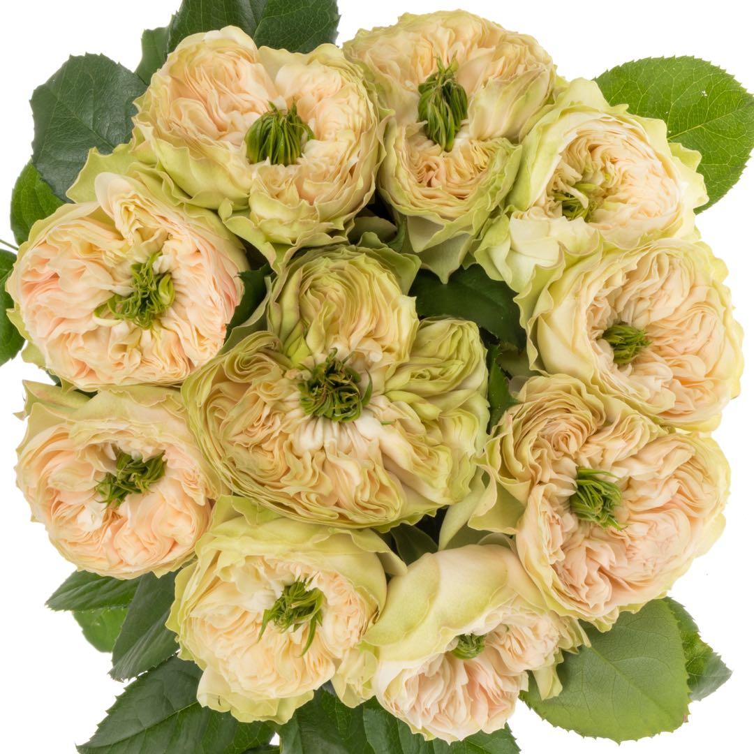 バラ苗　切りバラ苗　 Whib♡ Abb♡y Rose 苗