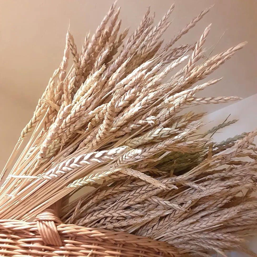 ドライフラワー素材❕スペルト小麦25本(^.^)自然栽培.:*:・'°☆