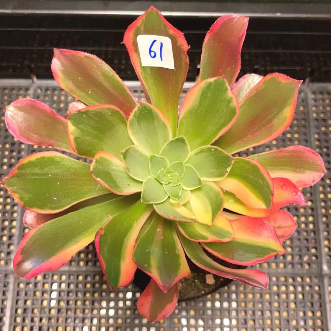 61 #多肉植物アエオニウム錦❤️金絲雀锦❤️1大頭5子芽15cm拔き苗