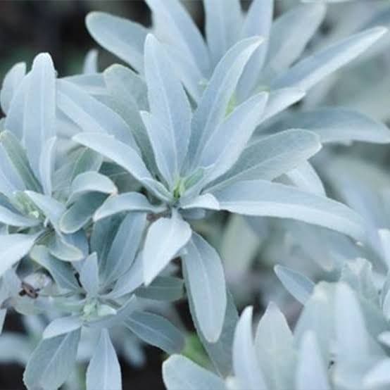 業務用価額タイムセール☆無農薬ホワイトセージ枝無しリーフ1KG浄化お香