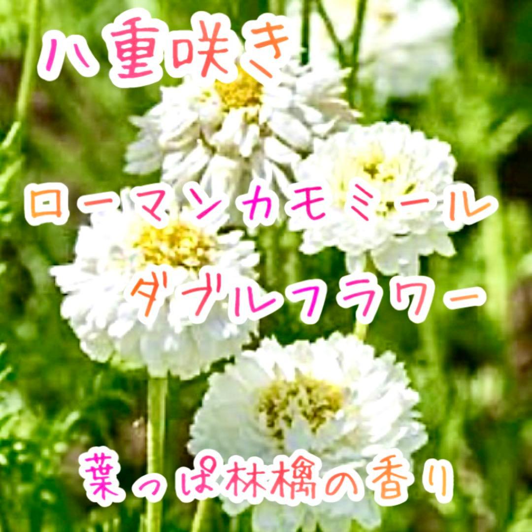 八重咲きローマン　苗　ダブルフラワーカモミール　カモミール　ハーブ　夏越し