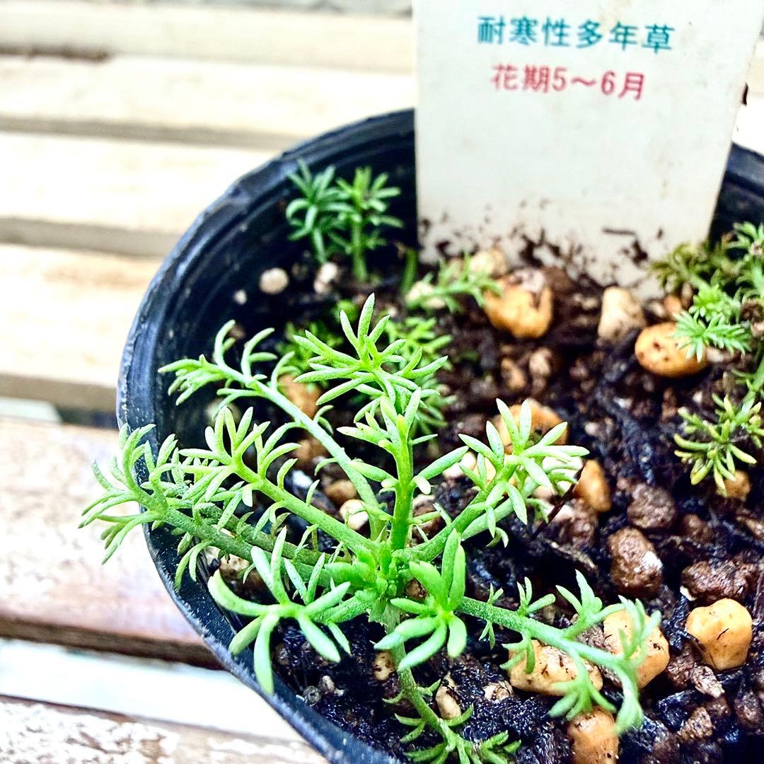 八重咲きローマン　苗　ダブルフラワーカモミール　カモミール　ハーブ　夏越し