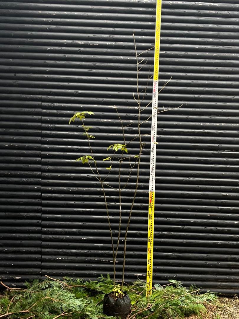 山採り天然　アオダモ　3本株立ち　81