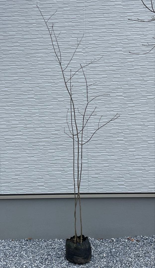 山採り天然　アオダモ　3本株立ち　81