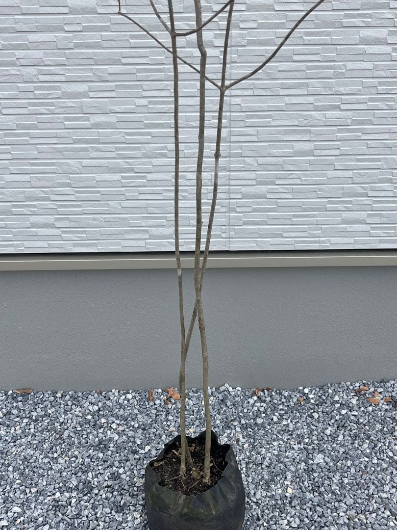 山採り天然　アオダモ　3本株立ち　81