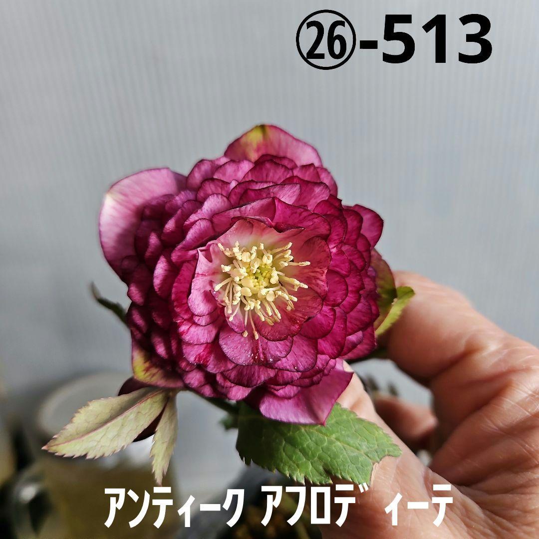 ㉖-513クリスマスローズ