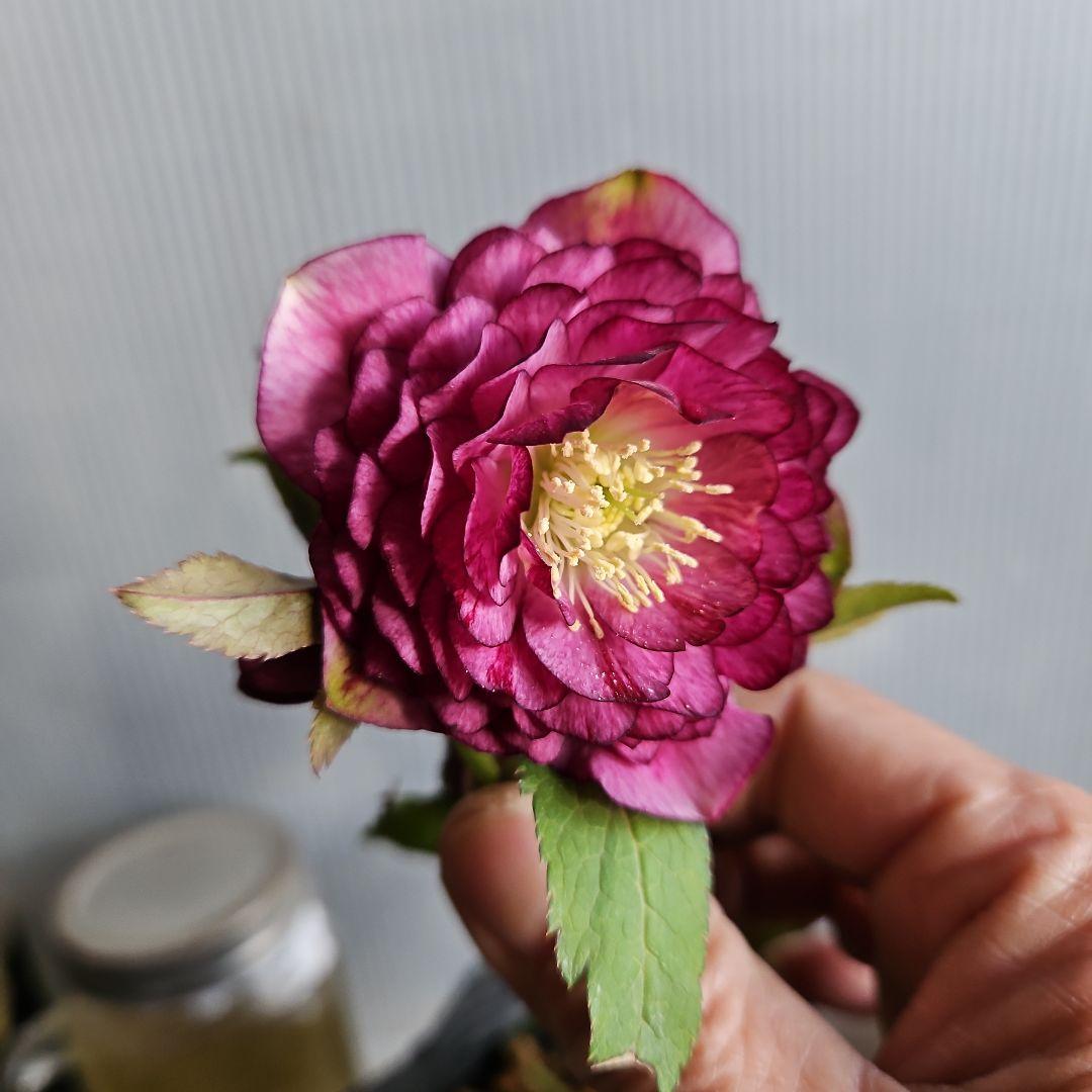 ㉖-513クリスマスローズ