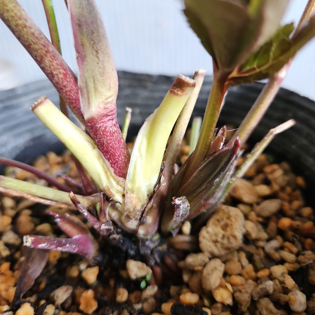 ㉖-513クリスマスローズ