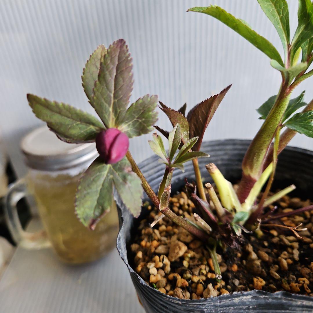 ㉖-513クリスマスローズ