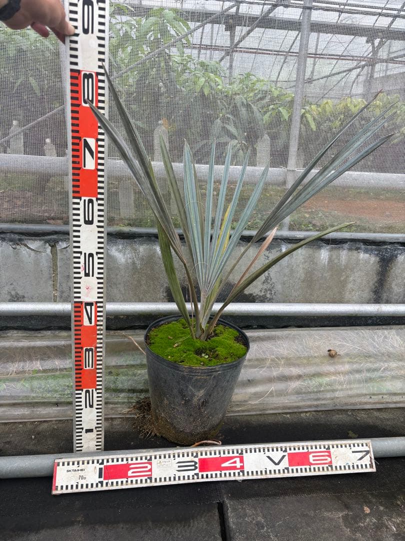 ビスマルキアノビリス　シルバー　 高さ約80cm 黒ポット