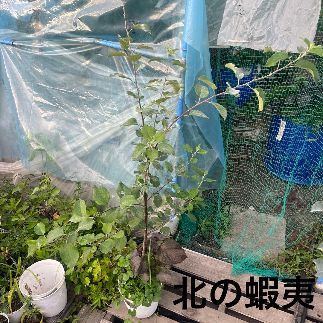 りんご　苗木　富士　１.7メートル