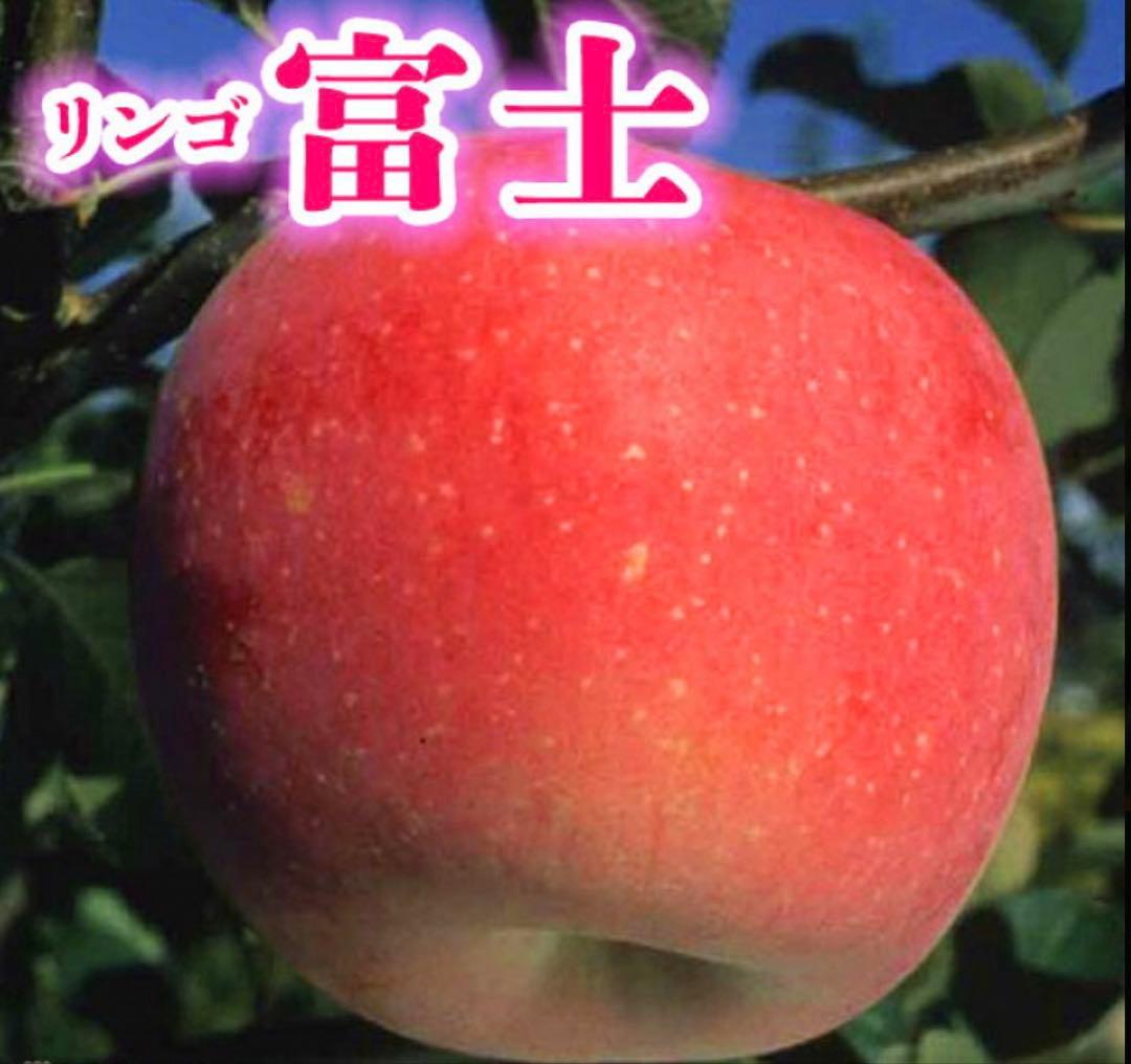 りんご　苗木　富士　１.7メートル