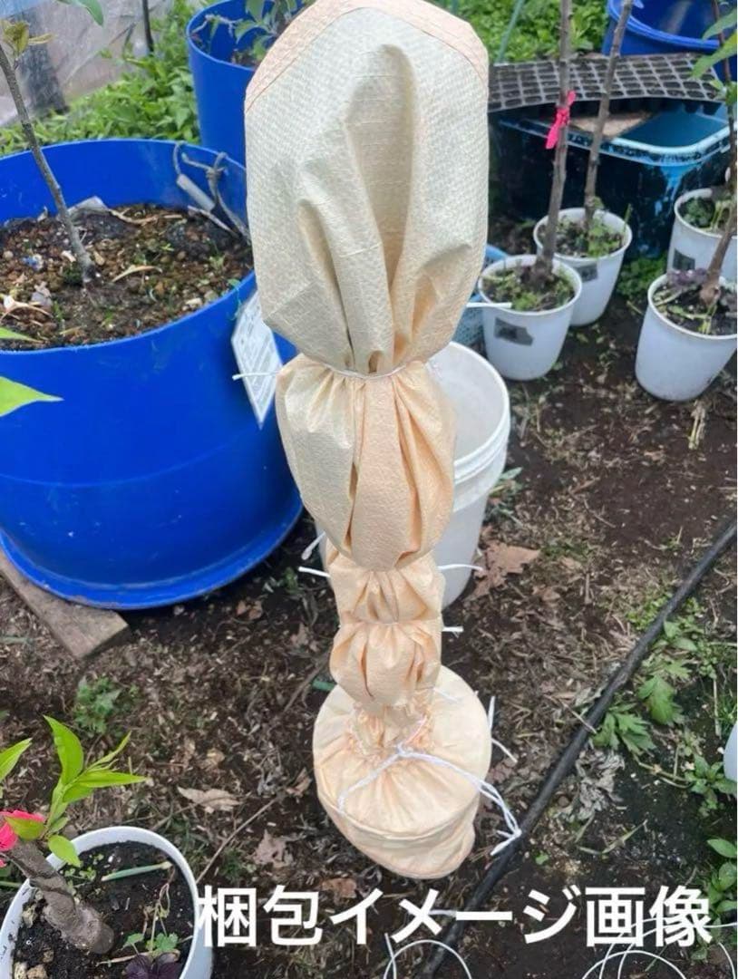 りんご　苗木　富士　１.7メートル