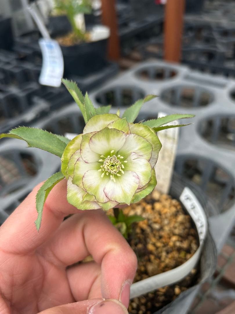 加藤農園 グリーンリップ 緑爪 クリスマスローズ同梱可能