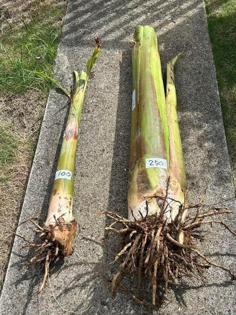 TV紹介糖度モンスター◆140cm巨苗◆ドワーフ・ヌアンジュンバナナ◆耐寒。低木