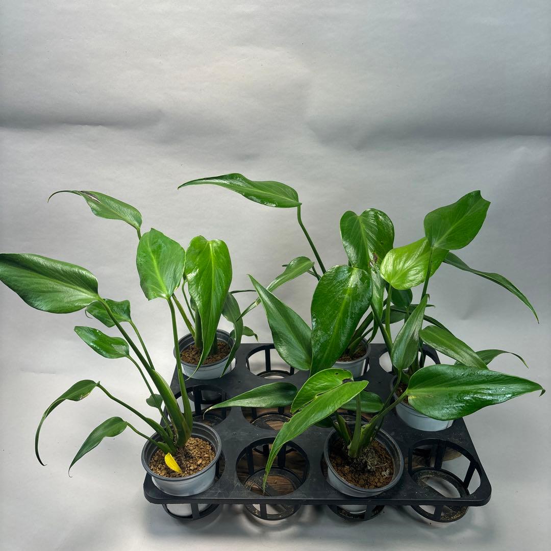 マ*ー様 訳あり5株セットms79モンステラ バールマルクスフレーム