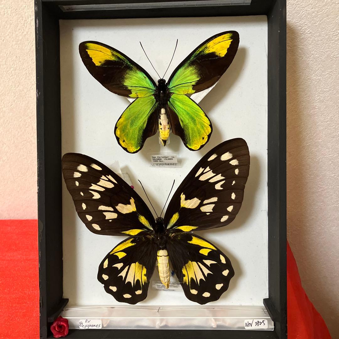 ビクトリアトリバネアゲハ♂♀