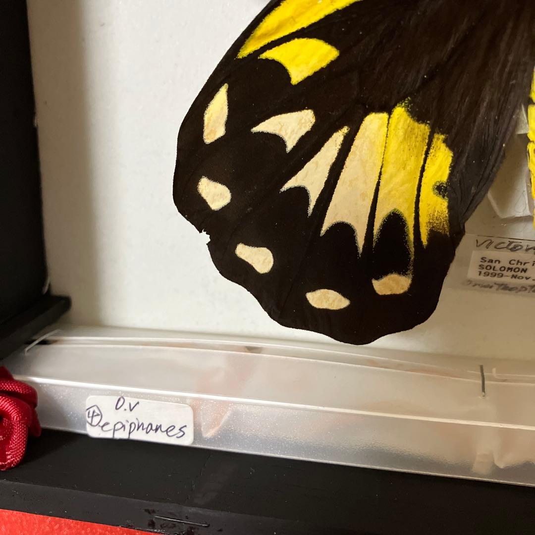 ビクトリアトリバネアゲハ♂♀