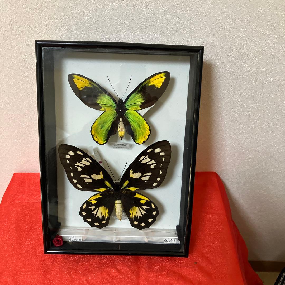 ビクトリアトリバネアゲハ♂♀