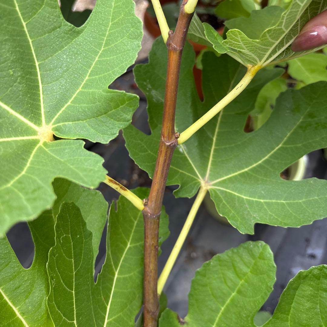 FIG課長専用　青花 イチジク　穂木2本　wuhan2本