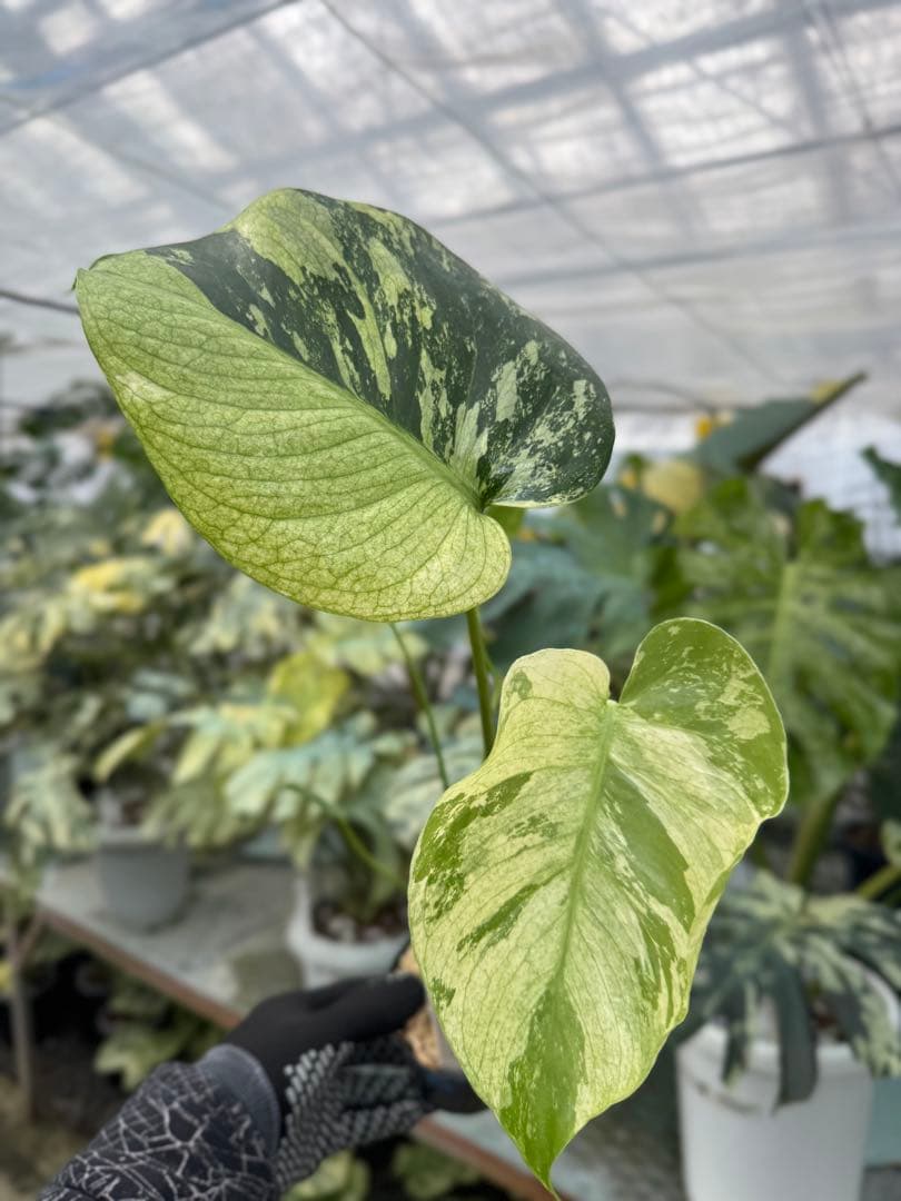 8モンステラ　デリシオーサ　ミント　トリカラー