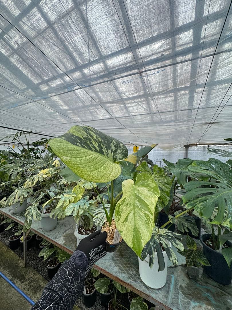 8モンステラ　デリシオーサ　ミント　トリカラー