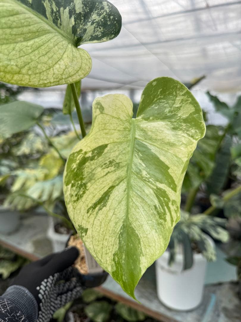 8モンステラ　デリシオーサ　ミント　トリカラー