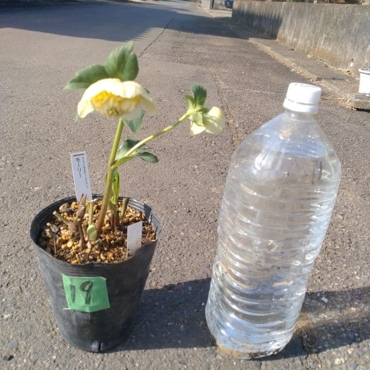 加藤農園モーリー 黄色 花開花株。No19