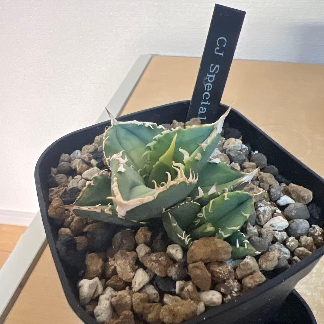 CJ Special アガベ