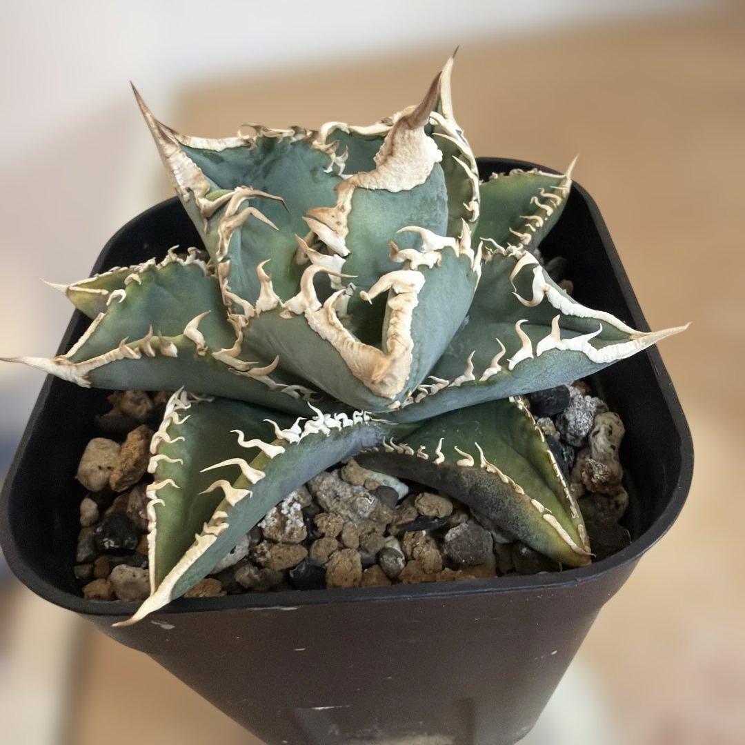 CJ Special アガベ