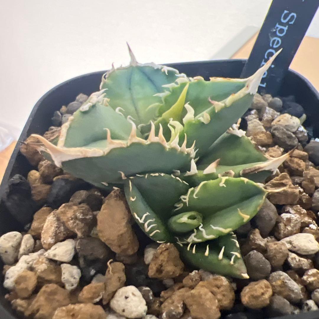 CJ Special アガベ