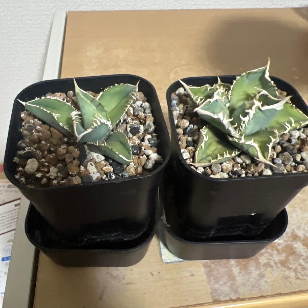 CJ Special アガベ