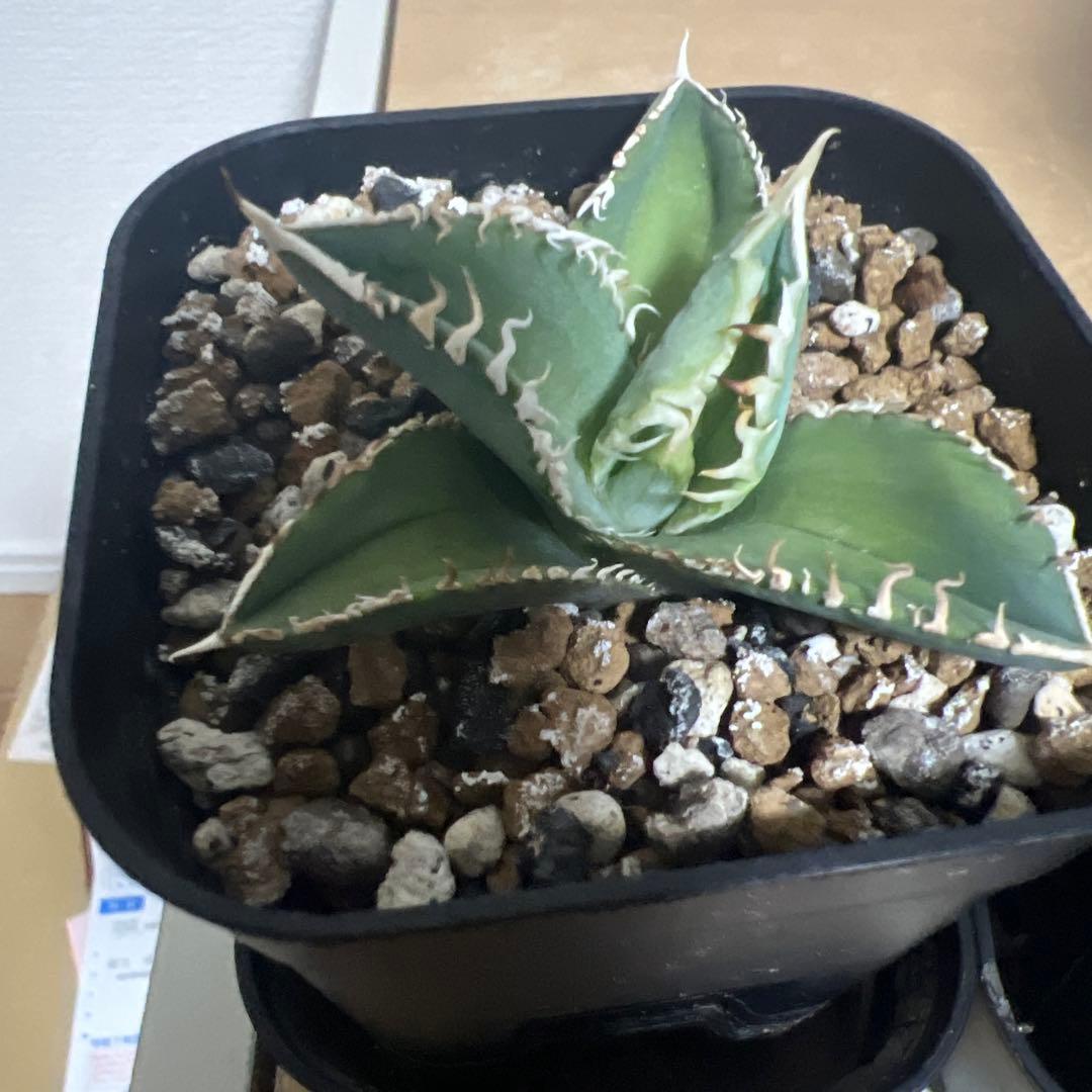 CJ Special アガベ