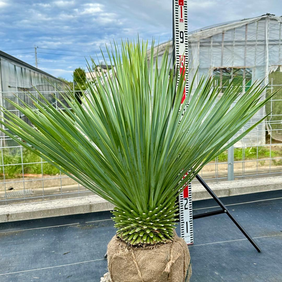 ユッカ ロストラータ（樹高:約80cm）oct61
