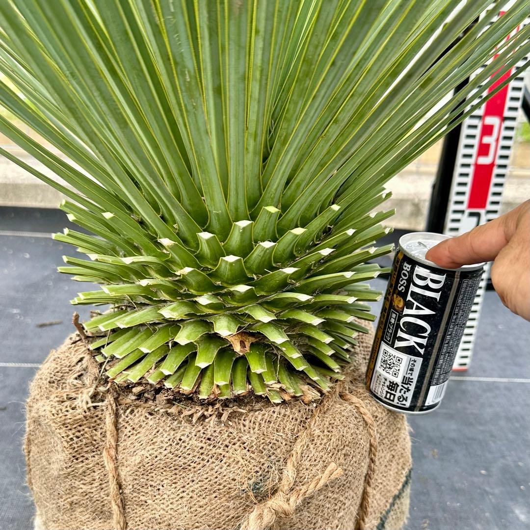 ユッカ ロストラータ（樹高:約80cm）oct61