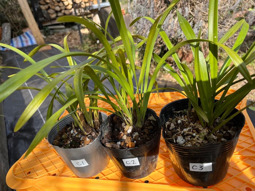 ⭐️キンリョウヘン３ポットＣセット　 新芽あり。（花芽か不明、花色→赤または黄）