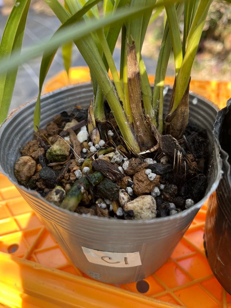 ⭐️キンリョウヘン３ポットＣセット　 新芽あり。（花芽か不明、花色→赤または黄）