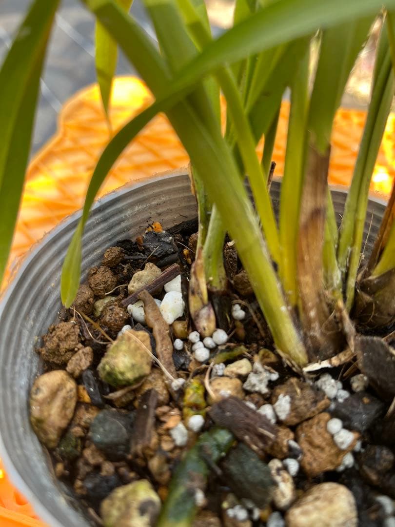 ⭐️キンリョウヘン３ポットＣセット　 新芽あり。（花芽か不明、花色→赤または黄）